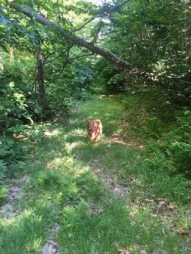 dog on trail