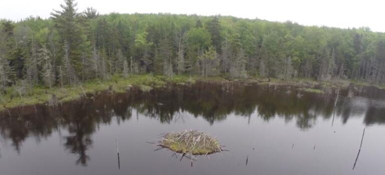 mill pond with beaver house 768x350